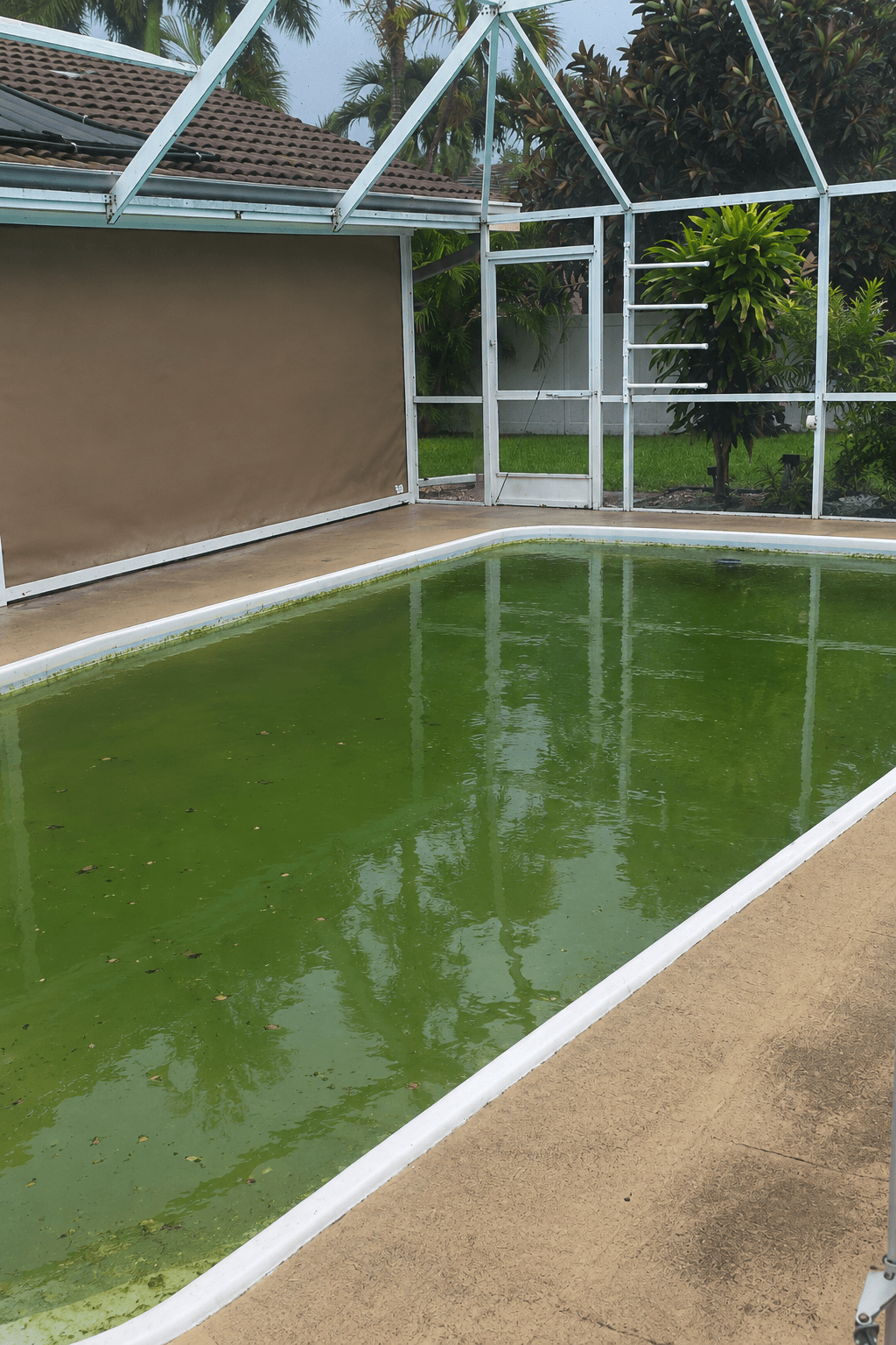 Pool before care with green water and surface debris